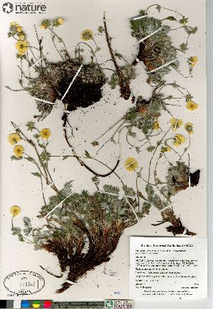  (Potentilla hybrid sect. Niveae x Pensylvanicae pulchella x subvahliana - Saarela_1424_CAN)  @11 [ ] Copyright (2012) Canadian Museum of Nature Canadian Museum of Nature