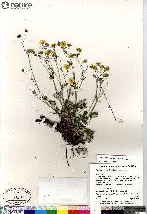  (Potentilla sect. Niveae hybrid (nivea arenosa subvahliana - Gillespie_9602_CAN)  @11 [ ] Copyright (2012) Canadian Museum of Nature Canadian Museum of Nature