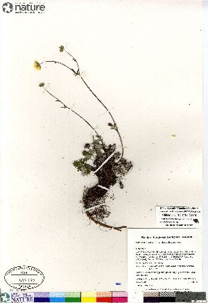 (Potentilla sect. Niveae hybrid (nivea arenosa subvahliana - Gillespie_10020_CAN)  @11 [ ] Copyright (2012) Canadian Museum of Nature Canadian Museum of Nature