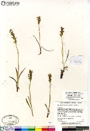  (Platanthera hyperborea - Saarela_1543_CAN)  @11 [ ] Copyright (2012) Canadian Museum of Nature Canadian Museum of Nature