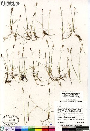  (Anthoxanthum arcticum - Gillespie_9788_CAN)  @11 [ ] Copyright (2012) Canadian Museum of Nature Canadian Museum of Nature