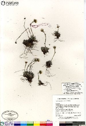  (Antennaria - Gillespie_9684_CAN)  @14 [ ] Copyright (2012) Canadian Museum of Nature Canadian Museum of Nature