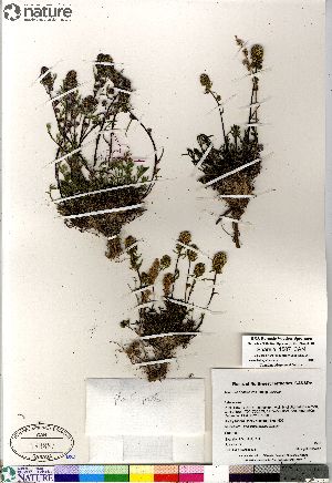  (Artemisia borealis - Saarela_1507_CAN)  @13 [ ] Copyright (2012) Canadian Museum of Nature Canadian Museum of Nature
