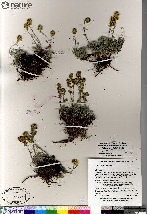  (Artemisia hyperborea - Gillespie_9733_CAN)  @13 [ ] Copyright (2012) Canadian Museum of Nature Canadian Museum of Nature