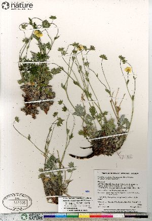  (Potentilla hybrid sect. Niveae x Pensylvanicae (arenosa pulchella subvahliana - Gillespie_10062_CAN)  @11 [ ] Copyright (2012) Canadian Museum of Nature Canadian Museum of Nature