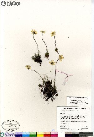  ( - Saarela_1477_CAN)  @11 [ ] Copyright (2012) Canadian Museum of Nature Canadian Museum of Nature