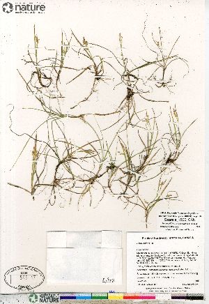  (Carex aurea - Saarela_1565_CAN)  @11 [ ] Copyright (2012) Canadian Museum of Nature Canadian Museum of Nature