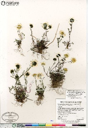  (Tripleurospermum maritimum ssp phaeocephalum - Saarela_1426_CAN)  @11 [ ] Copyright (2012) Canadian Museum of Nature Canadian Museum of Nature