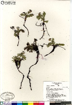  (Tanacetum huronense - Consaul_3717_CAN)  @11 [ ] Copyright (2012) Canadian Museum of Nature Canadian Museum of Nature
