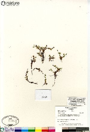  (Stellaria humifusa - Consaul_3951_CAN)  @11 [ ] Copyright (2012) Canadian Museum of Nature Canadian Museum of Nature