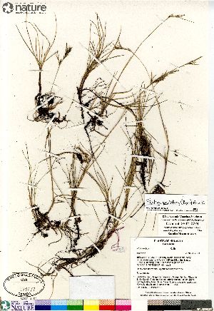  (Festuca prolifera - Consaul_3632_CAN)  @11 [ ] Copyright (2012) Canadian Museum of Nature Canadian Museum of Nature
