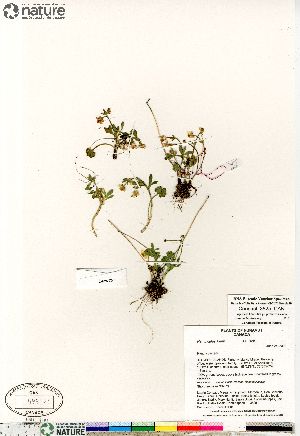  (Ranunculus allenii - Consaul_3625_CAN)  @11 [ ] Copyright (2012) Canadian Museum of Nature Canadian Museum of Nature