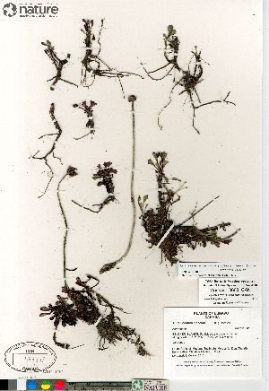  (Arctanthemum arcticum - Consaul_3608_CAN)  @13 [ ] Copyright (2012) Canadian Museum of Nature Canadian Museum of Nature