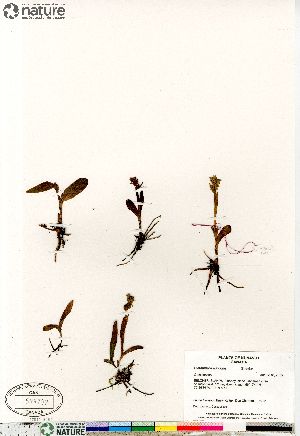  (Platanthera aquilonis - Consaul_4202_CAN)  @11 [ ] Copyright (2012) Canadian Museum of Nature Canadian Museum of Nature