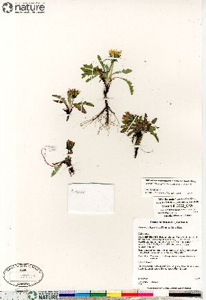  (Taraxacum lapponicum - Consaul_3662_CAN)  @11 [ ] Copyright (2012) Canadian Museum of Nature Canadian Museum of Nature