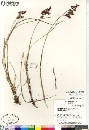  (Anthoxanthum hirtum - Consaul_3787_CAN)  @11 [ ] Copyright (2012) Canadian Museum of Nature Canadian Museum of Nature