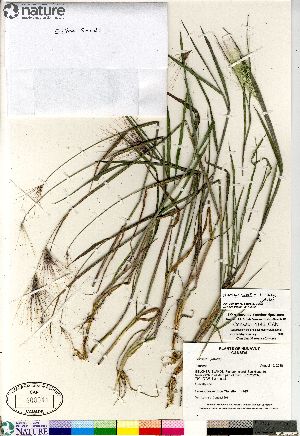  (Hordeum jubatum ssp jubatum - Consaul_4146_CAN)  @11 [ ] Copyright (2012) Canadian Museum of Nature Canadian Museum of Nature