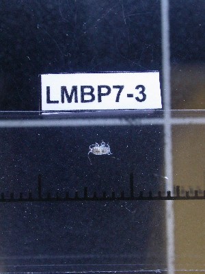  ( - LMBP7-003)  @11 [ ] Unspecified (default): All Rights Reserved  Unspecified Unspecified
