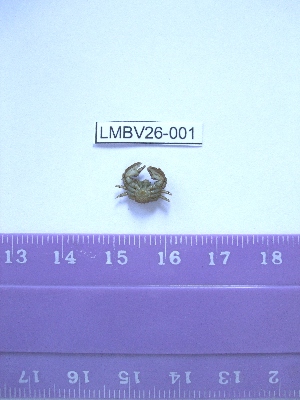  ( - LMBV26-001)  @13 [ ] Unspecified (default): All Rights Reserved  Unspecified Unspecified