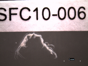  ( - SFC10-006)  @11 [ ] Unspecified (default): All Rights Reserved  Unspecified Unspecified