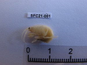  ( - SFC21-001)  @11 [ ] Unspecified (default): All Rights Reserved  Unspecified Unspecified
