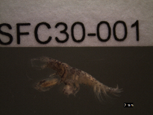  ( - SFC30-001)  @11 [ ] Unspecified (default): All Rights Reserved  Unspecified Unspecified