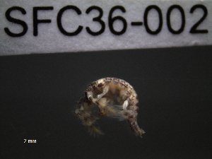  ( - SFC36-002)  @11 [ ] Unspecified (default): All Rights Reserved  Unspecified Unspecified