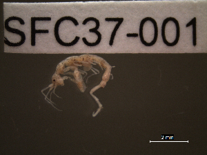  ( - SFC37-001)  @11 [ ] Unspecified (default): All Rights Reserved  Unspecified Unspecified