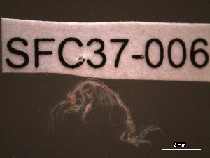  ( - SFC37-006)  @11 [ ] Unspecified (default): All Rights Reserved  Unspecified Unspecified