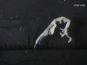 (Caprella danilevskii - SFCM10-003)  @13 [ ] Unspecified (default): All Rights Reserved  Unspecified Unspecified