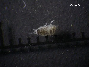  ( - SFCM22-001)  @11 [ ] Unspecified (default): All Rights Reserved  Unspecified Unspecified