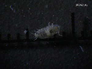  ( - SFCM22-003)  @11 [ ] Unspecified (default): All Rights Reserved  Unspecified Unspecified