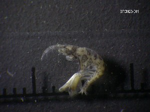  ( - SFCM23-001)  @11 [ ] Unspecified (default): All Rights Reserved  Unspecified Unspecified