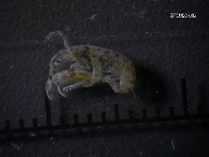 ( - SFCM23-002)  @11 [ ] Unspecified (default): All Rights Reserved  Unspecified Unspecified