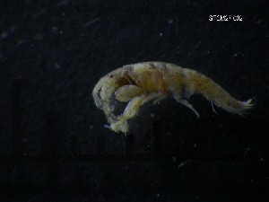  ( - SFCM27-002)  @11 [ ] Unspecified (default): All Rights Reserved  Unspecified Unspecified
