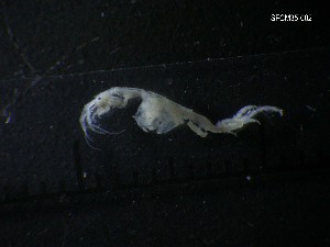  ( - SFCM35-002)  @11 [ ] Unspecified (default): All Rights Reserved  Unspecified Unspecified