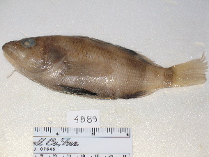  (Serranus hepatus - FCFOP72-04)  @13 [ ] Unspecified (default): All Rights Reserved  Unspecified Unspecified