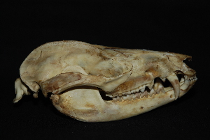  ( - IBUNAM CNMA FAC3615)  @12 [ ] CreativeCommons - Attribution (2009) IBUNAM Unspecified