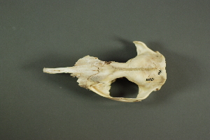  ( - IBUNAM CNMA FAC3821)  @12 [ ] CreativeCommons - Attribution Non-Commercial Share-Alike (2011) Fernando A. Cervantes Instituto de Biologia, Universidad Nacional Autonoma de Mexico