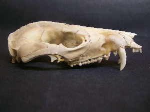  ( - IBUNAM CNMA FAC3817)  @12 [ ] CreativeCommons - Attribution Non-Commercial Share-Alike (2011) Fernando A. Cervantes Instituto de Biologia, Universidad Nacional Autonoma de Mexico