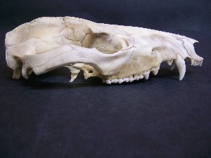  ( - IBUNAM CNMA FAC3818)  @12 [ ] CreativeCommons - Attribution Non-Commercial Share-Alike (2011) Fernando A. Cervantes Instituto de Biologia, Universidad Nacional Autonoma de Mexico