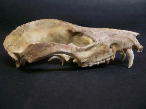  ( - IBUNAM CNMA FAC3824)  @12 [ ] CreativeCommons - Attribution Non-Commercial Share-Alike (2011) Fernando A. Cervantes Instituto de Biologia, Universidad Nacional Autonoma de Mexico