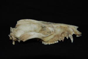  ( - IBUNAM CNMA FAC3616)  @12 [ ] CreativeCommons - Attribution Non-Commercial Share-Alike (2011) Fernando A. Cervantes Instituto de Biologia, Universidad Nacional Autonoma de Mexico