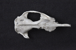  ( - IBUNAM CNMA FAC3617)  @12 [ ] CreativeCommons - Attribution Non-Commercial Share-Alike (2011) Fernando A. Cervantes Instituto de Biologia, Universidad Nacional Autonoma de Mexico