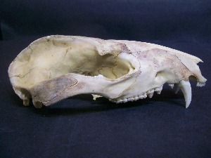  ( - IBUNAM CNMA FAC3819)  @12 [ ] CreativeCommons - Attribution Non-Commercial Share-Alike (2011) Fernando A. Cervantes Instituto de Biologia, Universidad Nacional Autonoma de Mexico