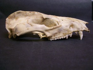  ( - IBUNAM CNMA FAC3822)  @12 [ ] CreativeCommons - Attribution Non-Commercial Share-Alike (2011) Fernando A. Cervantes Instituto de Biologia, Universidad Nacional Autonoma de Mexico