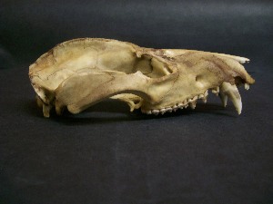  ( - IBUNAM CNMA FAC3823)  @12 [ ] CreativeCommons - Attribution Non-Commercial Share-Alike (2011) Fernando A. Cervantes Instituto de Biologia, Universidad Nacional Autonoma de Mexico