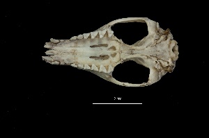  ( - IBUNAM_UADY)  @12 [ ] CreativeCommons - Attribution Non-Commercial Share-Alike (2014) Instituto de Biologia, Universidad Nacional Autonoma de Mexico Instituto de Biología