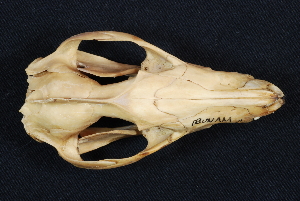  ( - IBUNAM CNMA TD1824)  @12 [ ] CreativeCommons - Attribution Non-Commercial Share-Alike (2011) Fernando A. Cervantes Instituto de Biologia, Universidad Nacional Autonoma de Mexico