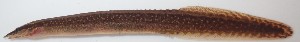  ( - AES23_GKE-B062)  @11 [ ] Unspecified (default): All Rights Reserved (2022) Aquatic Ecosystem Services (AES) Unspecified